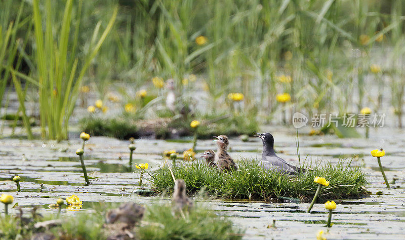 黑燕鸥(Chlidonias niger)筑巢行为